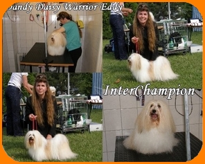 Dandy Daisy Warrior Eddy, Havanais