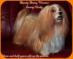 Dandy Daisy Warrior Sunny Lady, Havanais