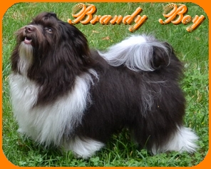 Brandy Boy, Havanais